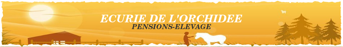 ECURIE DE L'ORCHIDEE